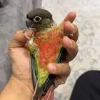 كنيور يلو سايد رد فاكتور