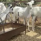 جفار بيشيات دفيع