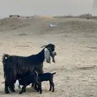 عنز عارضه متوم
