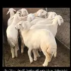 ذبايح وطليان حريات ونعيم كفو
