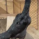 زوج الماني