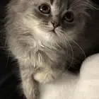 قطه شيرازي للتبني