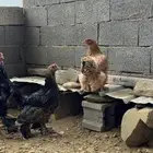 دجاج براهما