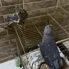 للبيع كروان ثنين بصحه كويسه