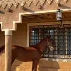 فرس شعبيه كفو