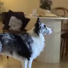كلب بوردر كولي للتزاوج board collie for breeding
