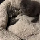 كيتن سكوتش فولد