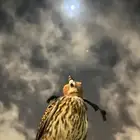 شبوط مدرب للبيع