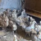 صيصان على الشرط صحه ونظافه الموقع الأحساء ويوجد توصيل