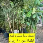 اشجار زينة ومثمرة للبيع