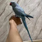 ذكر دره اليف