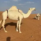 للبيع ضروبه وضحا