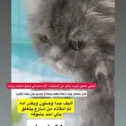 لتبني عاجل مهدد بطرد