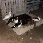 بط بلدي احجام ماشاءالله ومنتج