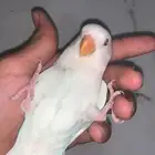 روز البينو اليف هدد