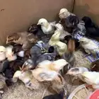 فروخ دجاج بلدي