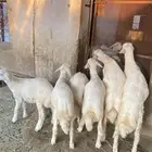 ((( تم البيع))) 5 خرفان والسادسة رخل