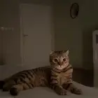قط للبيع