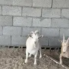 مراح ماعز اقزام دفيع
