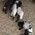 دواغير نعيمي عدد 4