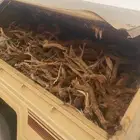 سندوق جيب شاص