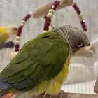 ببغاء كنيور لعوب واليف جدا بسعر مغري