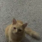 قطه ضايعه بالعزيزيه