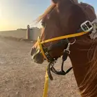 مدرب للفروسية