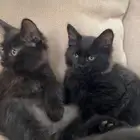 قطط لتبني العمر شهرين ونصف الام شيرازيه