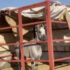 حصان كفو العمر 3سنين اسمه براق سبوق لطول 7 بلكت سيم 2800