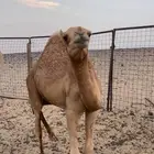قعود حر