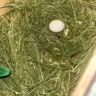 جوز روز تحته بيضه