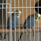 زوج بادجي طيور حب