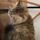 قط ل التبني