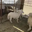 طليان حريه