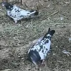 حمام باكستاني