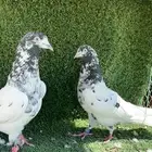 تيدي جونسرا TOB