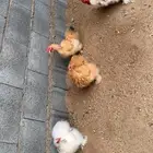 طقم دجاج كوشن قزم قطني