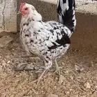 دجاجتين وديك للبيع اعمار صغيره