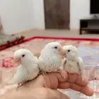 طيور روز