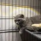 تم التبني