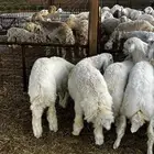 طليان حريات