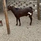 فحل محايلي نظيف وسليم من كل شي