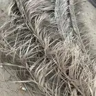 جريد نخل