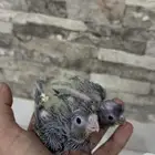 فروخ كروان باكستاني