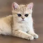 قطط ذكر وانثى برتش شورت هير للبيع