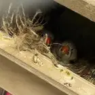 جوز زيبرا تحته بيض