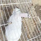 ارنب ذكر فرنسي