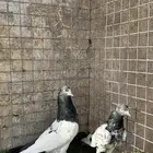 حمام باكستاني