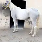 فرس عربية شعبيه فاخرة